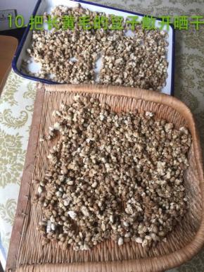 把长黄毛毛的豆子散开晒干
