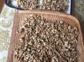 把长黄毛毛的豆子散开晒干
