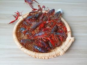 挑选活蹦乱跳的小龙虾。