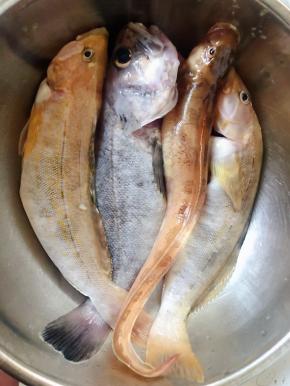 在海上刚刚钓回来鲜活黄鱼、鲶鱼、黑鱼去除鱼鳃和内脏、鱼鳞洗净沥干水份
