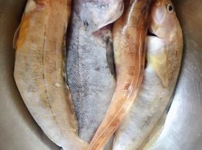 在海上刚刚钓回来鲜活黄鱼、鲶鱼、黑鱼去除鱼鳃和内脏、鱼鳞洗净沥干水份