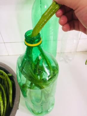 腌制好的豇豆已经有点变软了，装入饮料瓶中！