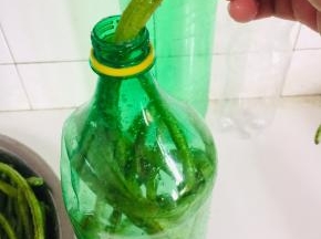 腌制好的豇豆已经有点变软了，装入饮料瓶中！