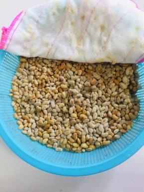 我一共发酵了三天！温度高用时短，温度低用时会长！（发酵两天的时候可以去看看发酵状态！）