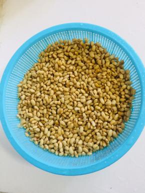 捞出装在透气的筐里，或者纱布缝制的布袋子里！铺平，豆子不要铺的太厚！