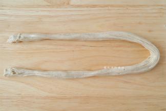 将面片堆成一条，因为有油所以不会粘连，再次刷一层油，抓住两头上下甩面条，面条会变得长一倍，面团一定要松弛到位，不然是拉不长而是拉断的哦。