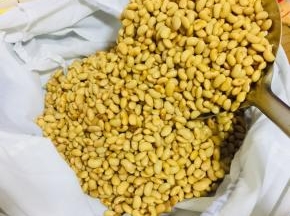 煮好的黄豆捞出，装在纱布袋里！