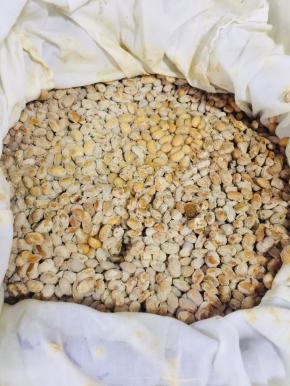 发酵好的豆子表面有白膜！