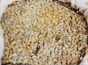 发酵好的豆子表面有白膜！