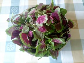 红苋菜摘去根部和黄叶老叶，洗干净，晾干水。