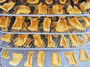 菠萝蜜干烘制完成。