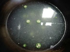 将秋葵焯水1分钟，然后捞起。