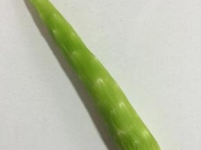 准备莴笋一根，削皮洗净备用！（要选择嫩嫩的莴笋哦，不要太老的！）



