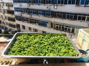 放在太阳底下暴晒！中途记得用筷子翻拌几下，让它受热均匀！也干的快！