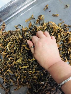 晒至八成干就可以了，用手再次揉搓均匀。