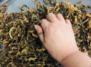 晒至八成干就可以了，用手再次揉搓均匀。