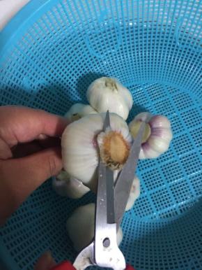 浸泡好的大蒜捞出来用剪刀剪掉底部！



