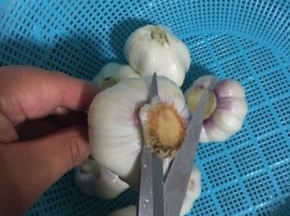 浸泡好的大蒜捞出来用剪刀剪掉底部！



