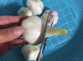 去掉蒜梗！当然你如果喜欢吃蒜梗也可以不剪！（一定要浸泡好捞出来再剪哦，要不然水会进到蒜瓣里面去！）



