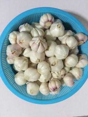 处理好的蒜瓣晾干蒜瓣表皮的水分备用！（如果性子比较急，等着腌制，也可以把蒜瓣使劲儿甩几下，甩掉蒜瓣里面的水分，再用厨房纸把蒜瓣表面的水分擦干！）



