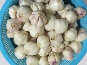 处理好的蒜瓣晾干蒜瓣表皮的水分备用！（如果性子比较急，等着腌制，也可以把蒜瓣使劲儿甩几下，甩掉蒜瓣里面的水分，再用厨房纸把蒜瓣表面的水分擦干！）



