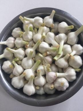 把剥掉外皮的大蒜放进盐水中浸泡一晚上！（淡化一下大蒜里面的辛辣味儿！）



