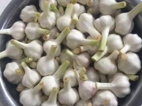 把剥掉外皮的大蒜放进盐水中浸泡一晚上！（淡化一下大蒜里面的辛辣味儿！）



