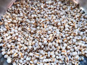 泡好的薏米非常饱满控干水份