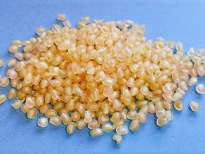 取出的石榴颗粒。