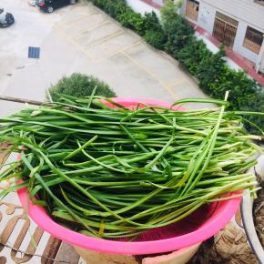 韭菜摘洗干净，放在阳台上晾干水分备用！