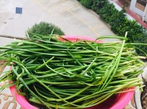 韭菜摘洗干净，放在阳台上晾干水分备用！