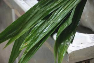 1.香兰叶剪出中段到尾段，清洗干净，备用