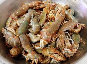 洗净的蝼蛄虾沥干水份备用