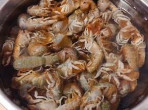 鲜活的蝼蛄虾在清水中浸泡一会儿多冲洗几遍