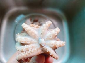 去除章鱼的牙齿，再把章鱼脚上的吸盘也清理一下，免得影响口感。