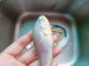 用剪刀或者小刀从鱼尾开始往上把鱼鳞刮干净。