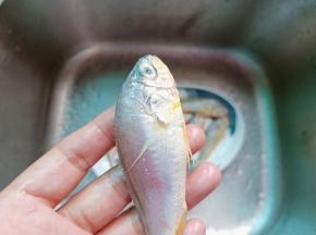 用剪刀或者小刀从鱼尾开始往上把鱼鳞刮干净。