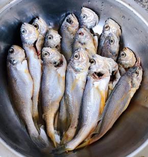 新鲜的黄花鱼摘去鱼鳃和内脏洗尽沥干水份