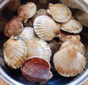 洗净的扇贝沥干水份放入蒸锅中添加少许清水大火煮六分钟