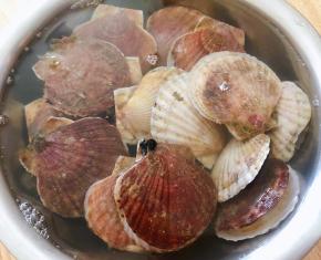 鲜活的扇贝在清水中多冲洗几遍去除泥沙和杂质