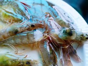 再轻轻拽一下虾头，虾线就整根往外拉出来了，虾线去除，不需要留着。