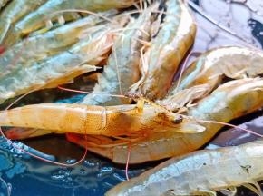 用剪刀剪去虾须和虾枪，用虾枪挑出虾味胃，牙签都省了。