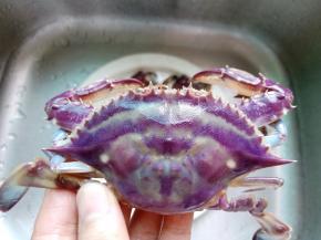 螃蟹用干净的牙刷把它的正反面都刷干净。