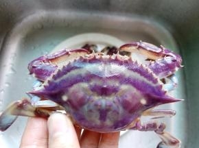 螃蟹用干净的牙刷把它的正反面都刷干净。