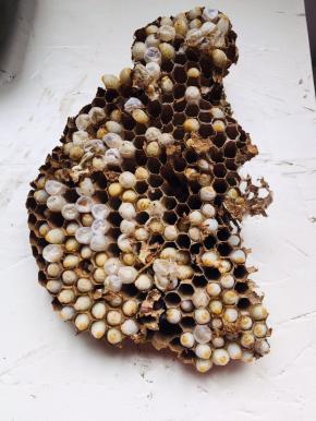 这是老公在山上淘的蜂仁，拿回家先放冰箱冷冻半天，这样很容易就把蜂仁取出来了，而且蜂仁很完整！