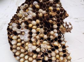 这是老公在山上淘的蜂仁，拿回家先放冰箱冷冻半天，这样很容易就把蜂仁取出来了，而且蜂仁很完整！