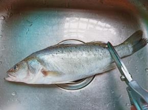 用剪刀将海鲈鱼表面的鱼鳞刮干净。