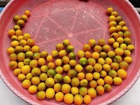 金桔洗干净，然后稍微晾一下，晾干水分。如果是外面买的，建议用面粉或淀粉水涮洗一下，用盐水浸泡10分钟。