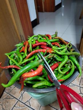 选择霜降后，无破损的尖椒，剪掉尖椒把，这样就不会进水变软！