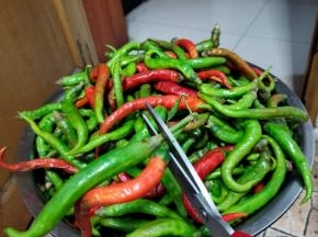 选择霜降后，无破损的尖椒，剪掉尖椒把，这样就不会进水变软！